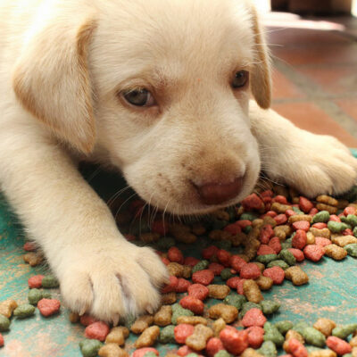 5 Tips For Choosing Healthy Dog Food
