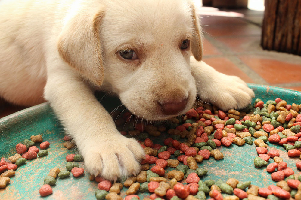 5 Tips For Choosing Healthy Dog Food