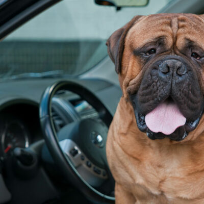 5 Tips To Keep Your Pet Healthy During Travel