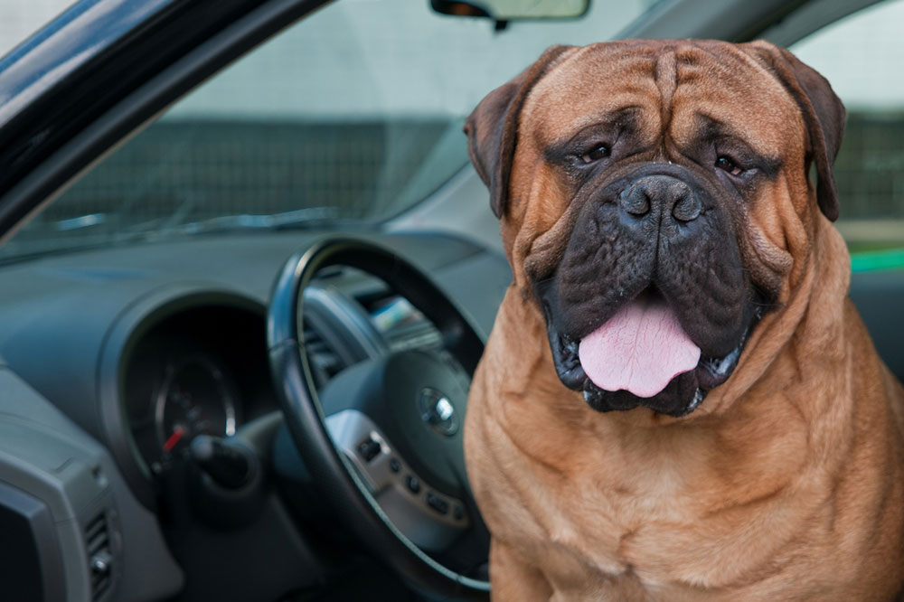 5 Tips To Keep Your Pet Healthy During Travel