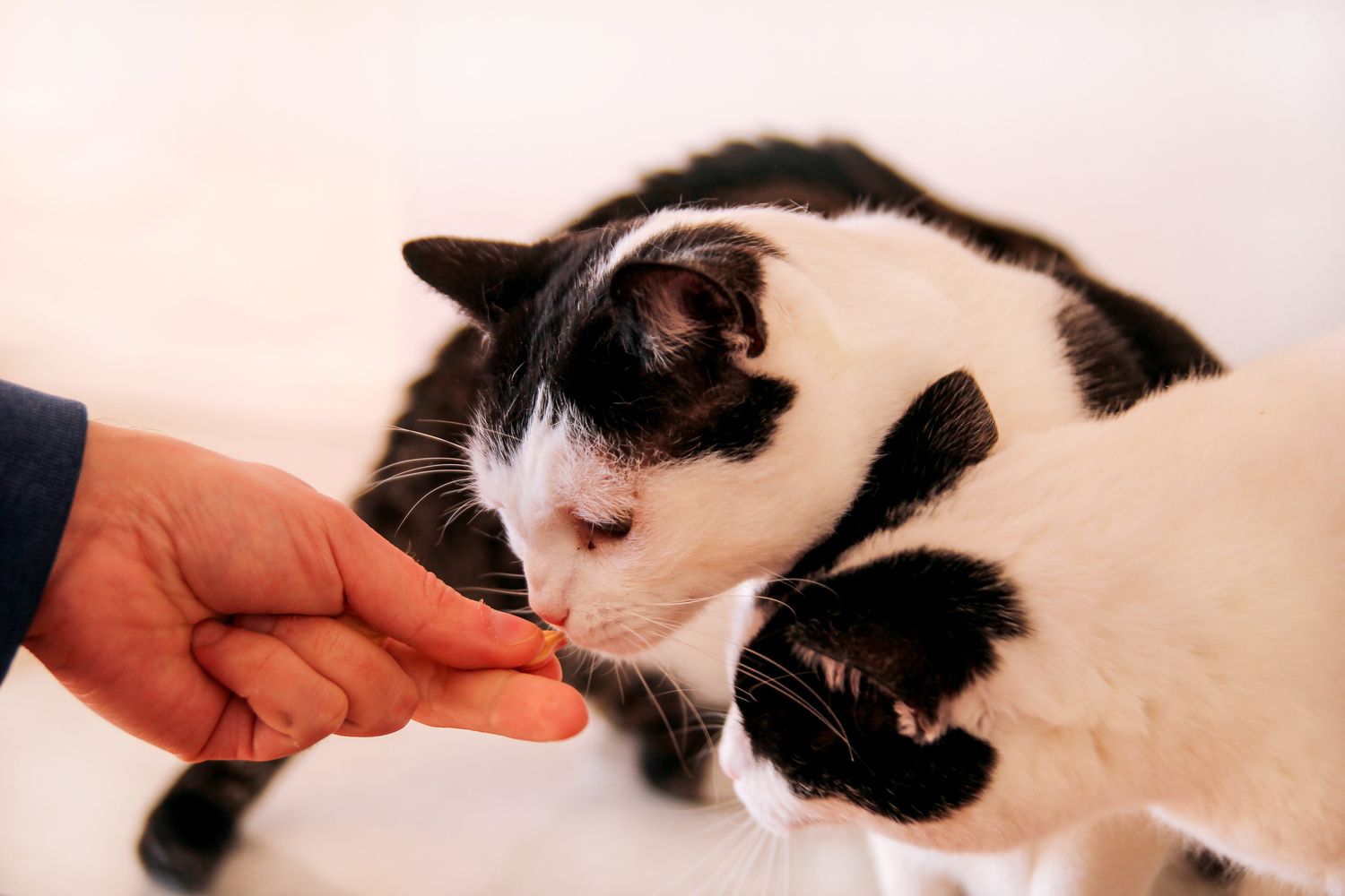 Buying Cat Treat Tips