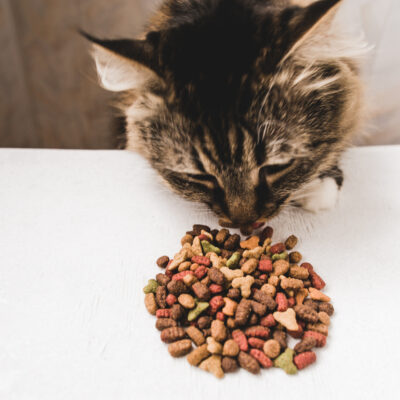Elimination Diet for Cats with Food Allergies