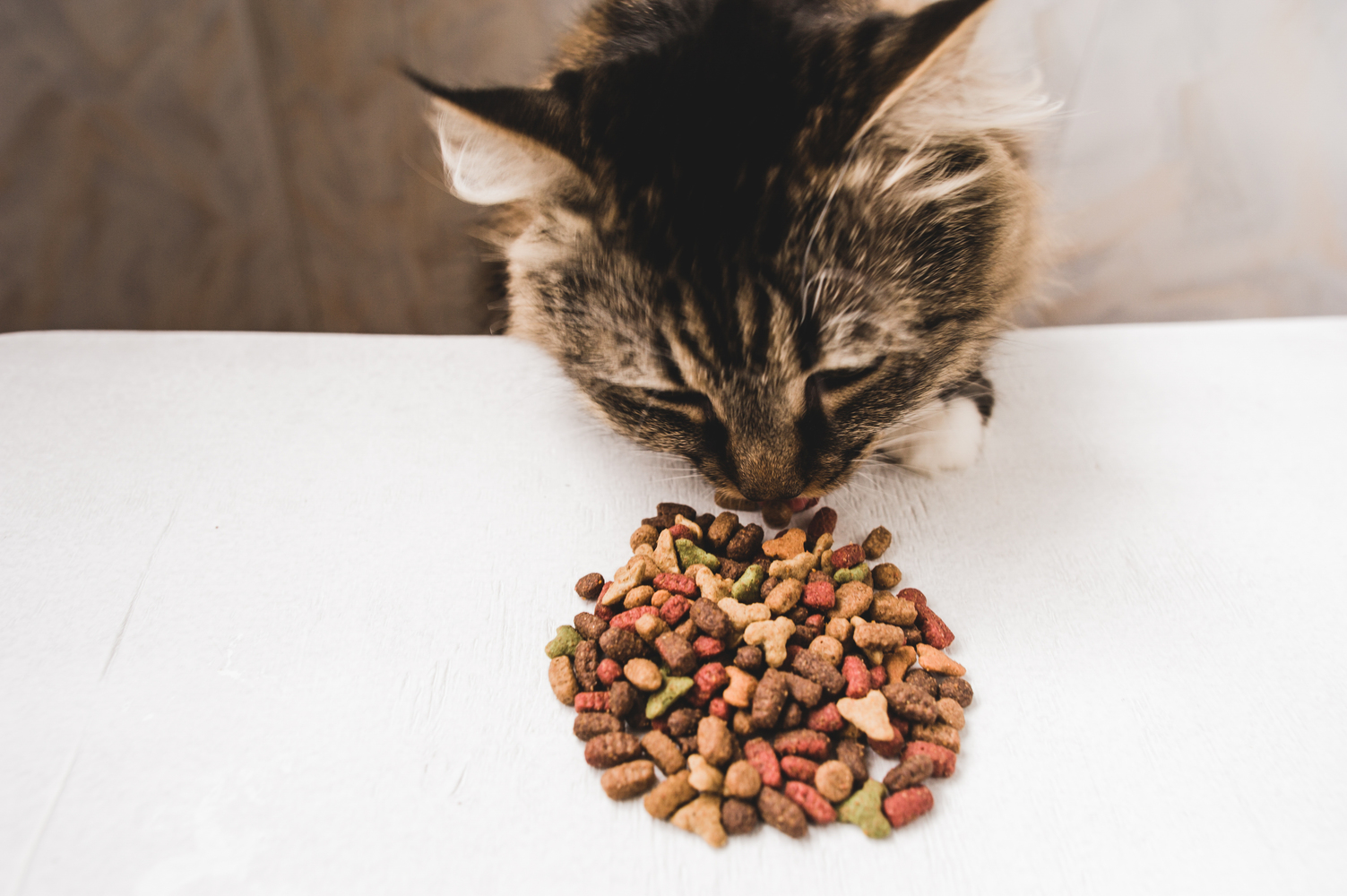 Elimination Diet for Cats with Food Allergies