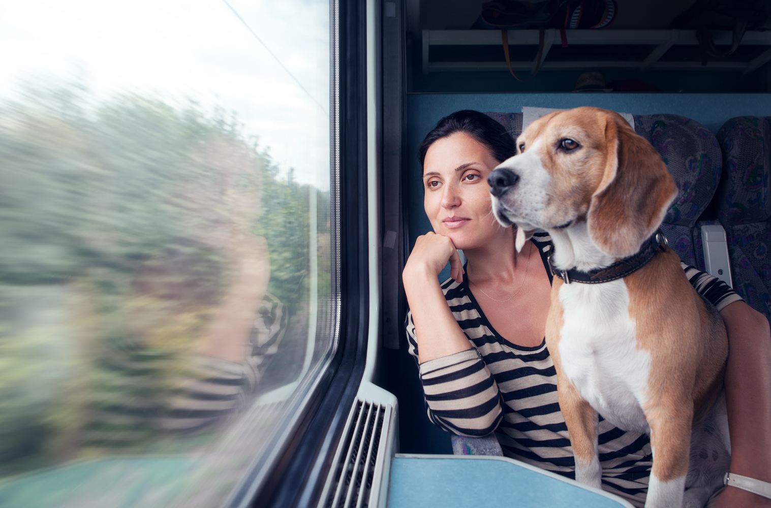 Tips for Safe Pet-friendly Hotel Travel
